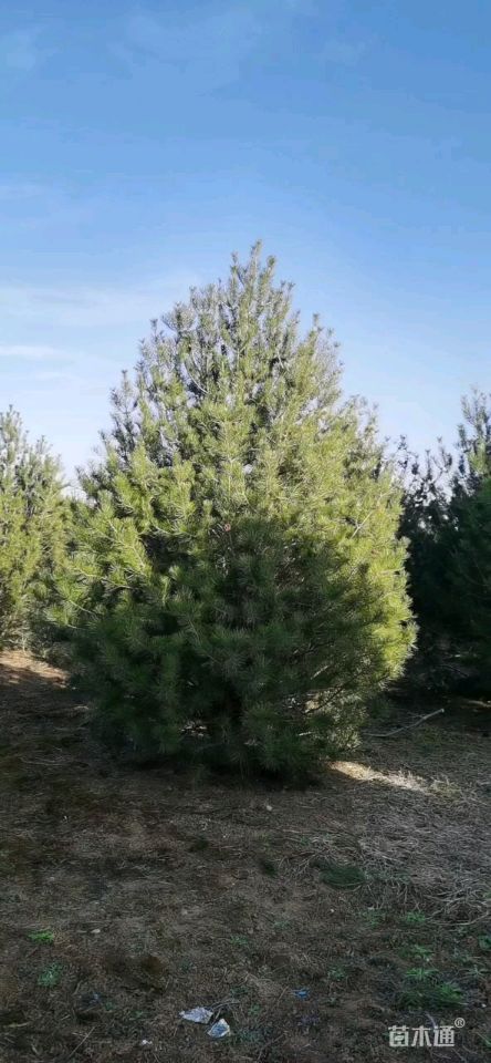 [华山松批发]高度100厘米华山松 电议/株 若干株 苗木通