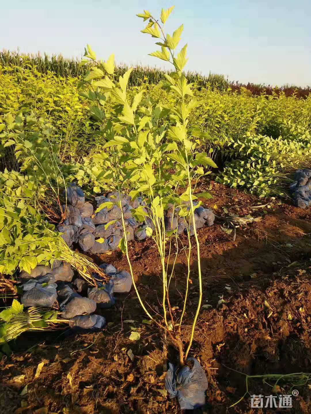 高度80厘米金叶风箱果