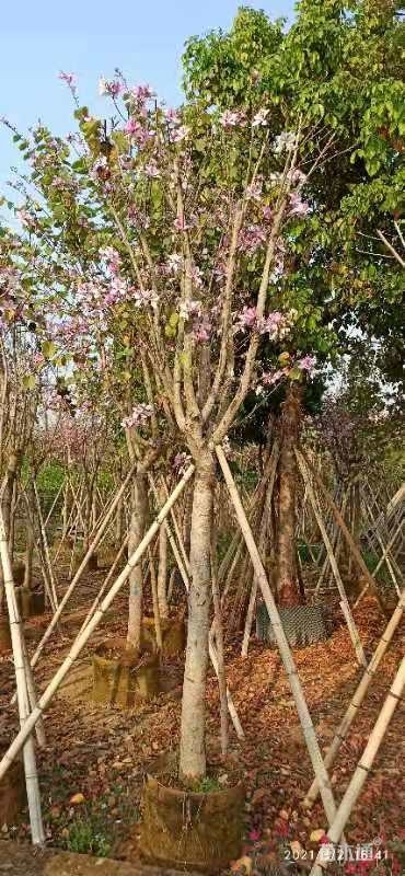 宫粉紫荆,自产基地销售