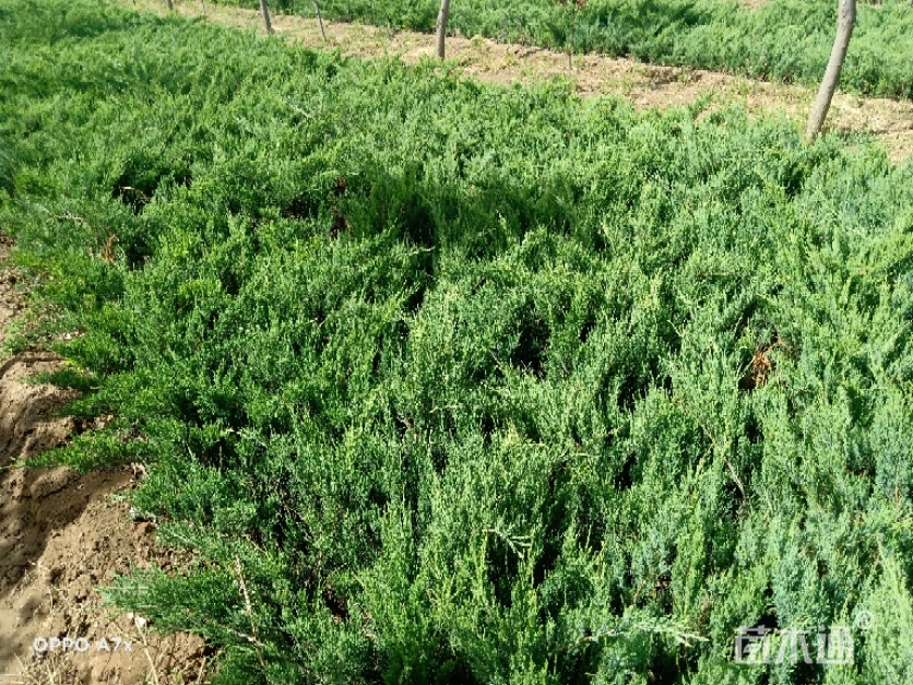 高度30厘米沙地柏