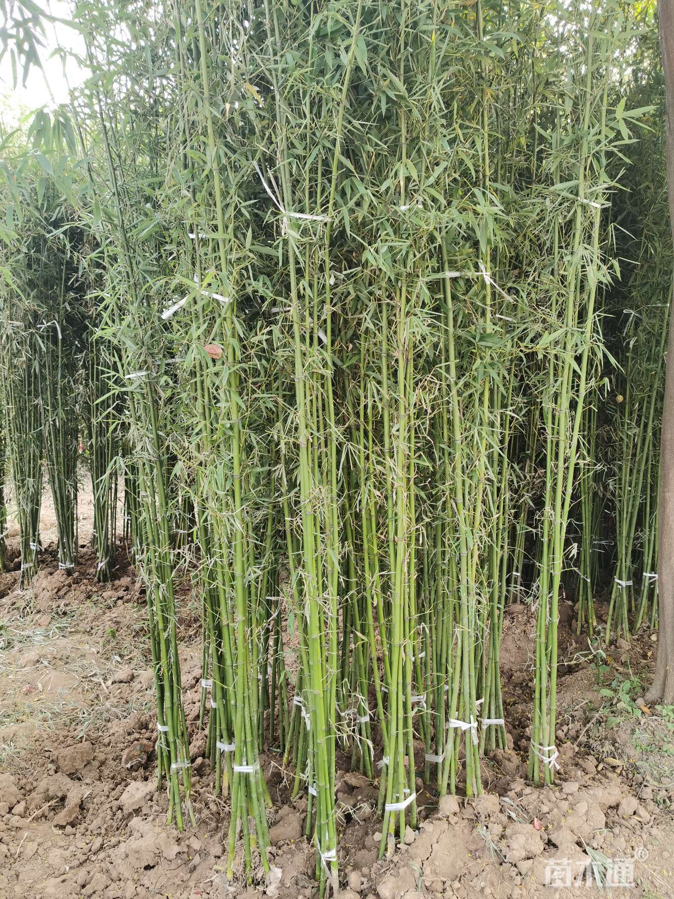 [竹子批发]1公分竹子 1.20元/株 若干株 苗木通