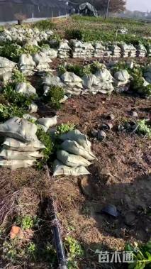 高度40厘米海桐