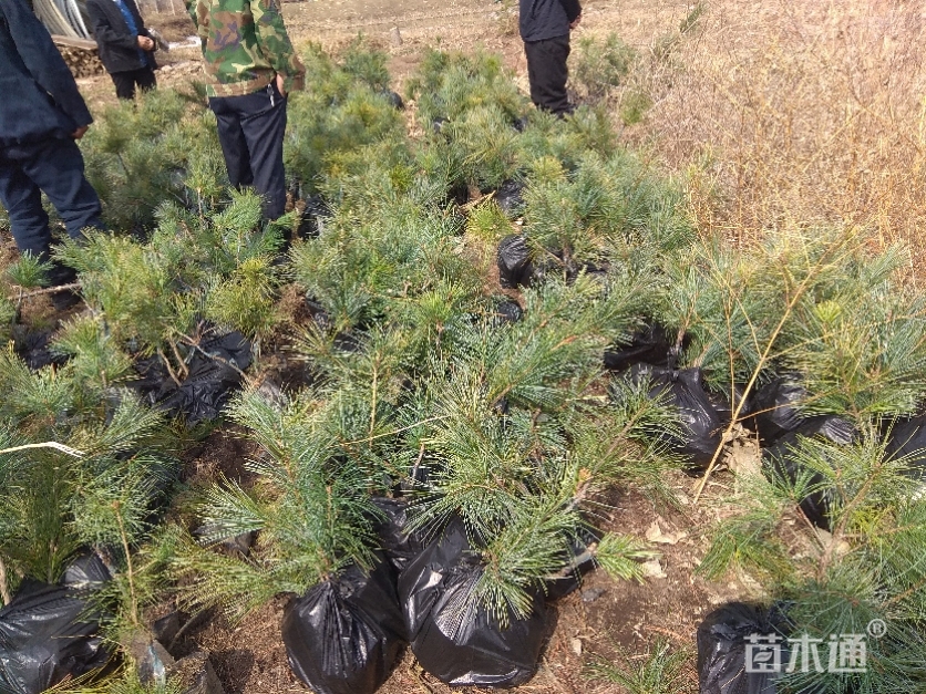 其他描述:红松嫁接苗6--8年结果,效益高苗木形态:单杆树形:自然形土质