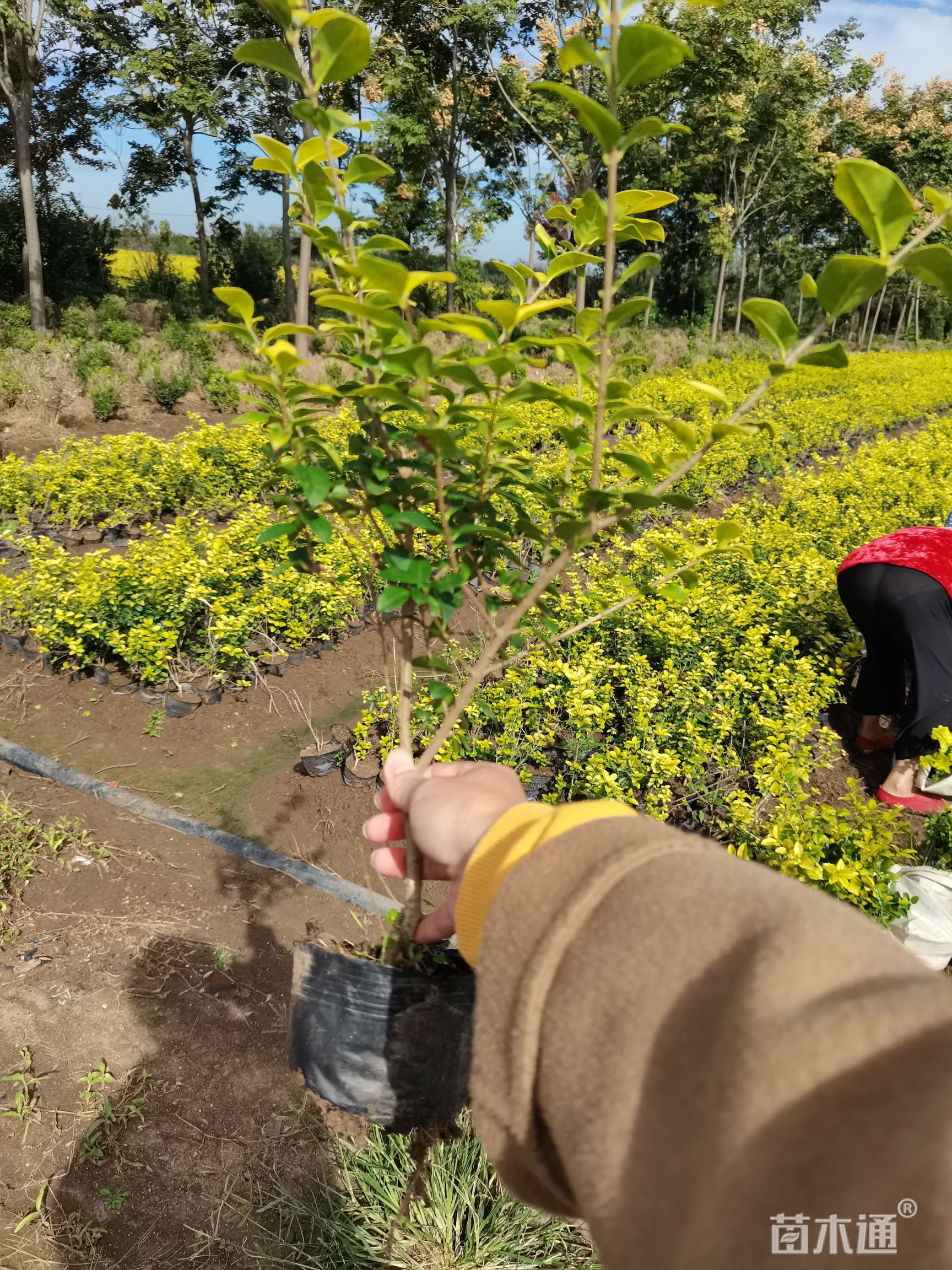 高度45厘米金叶女贞