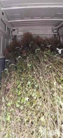 高度150厘米枫香小苗