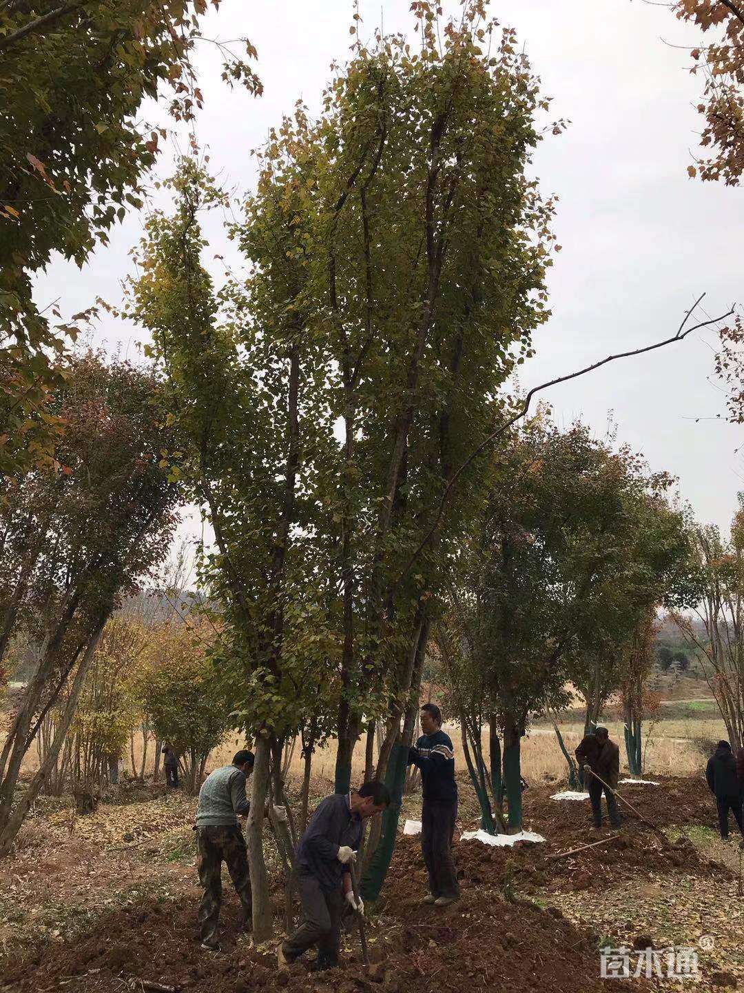 高度800厘米丛生三角枫