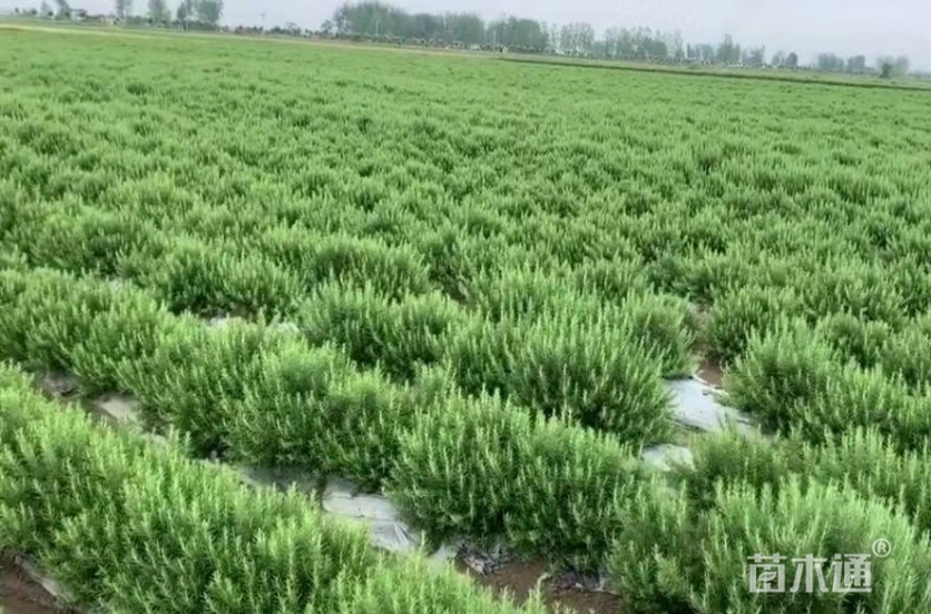 高度50厘米直立迷迭香