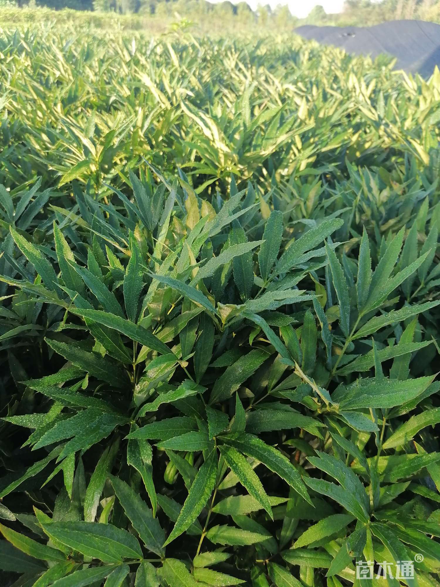高度25厘米十大功劳