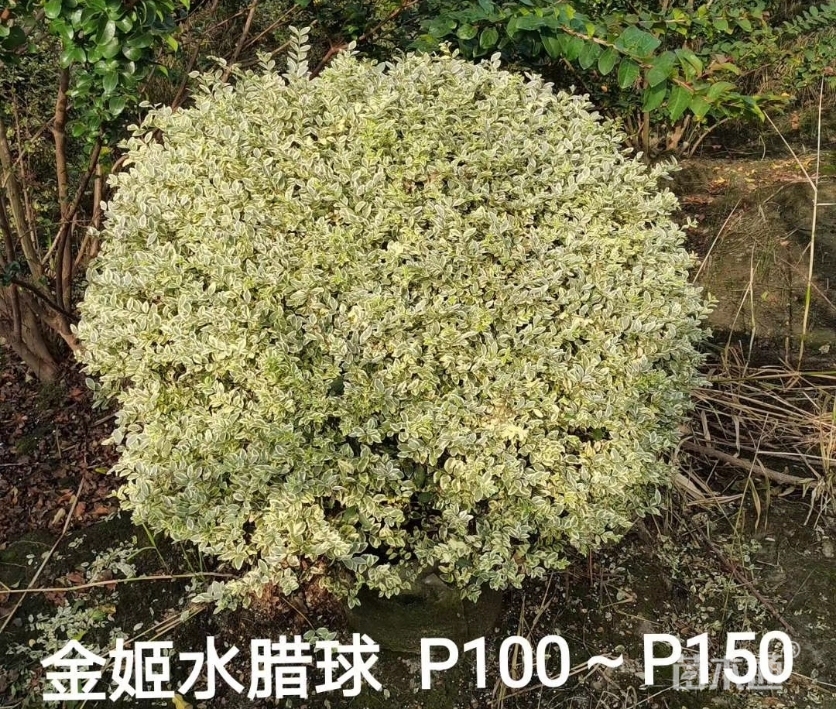 高度120厘米金姬小蜡