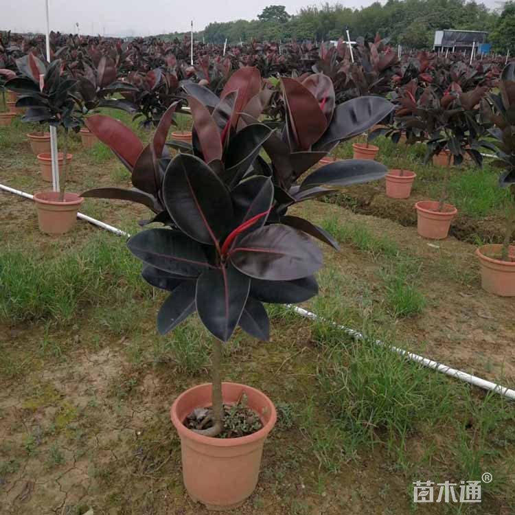 5公分黑金刚橡皮树