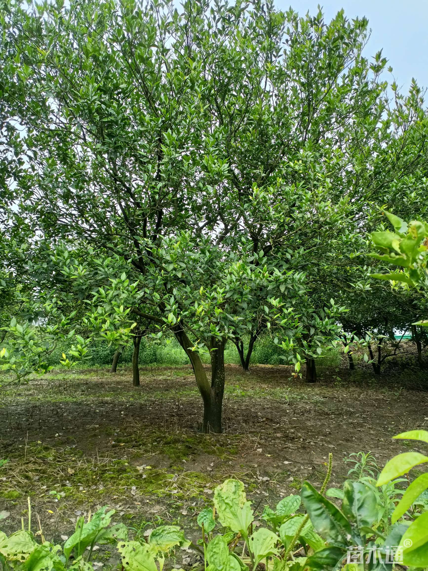 20公分香柚