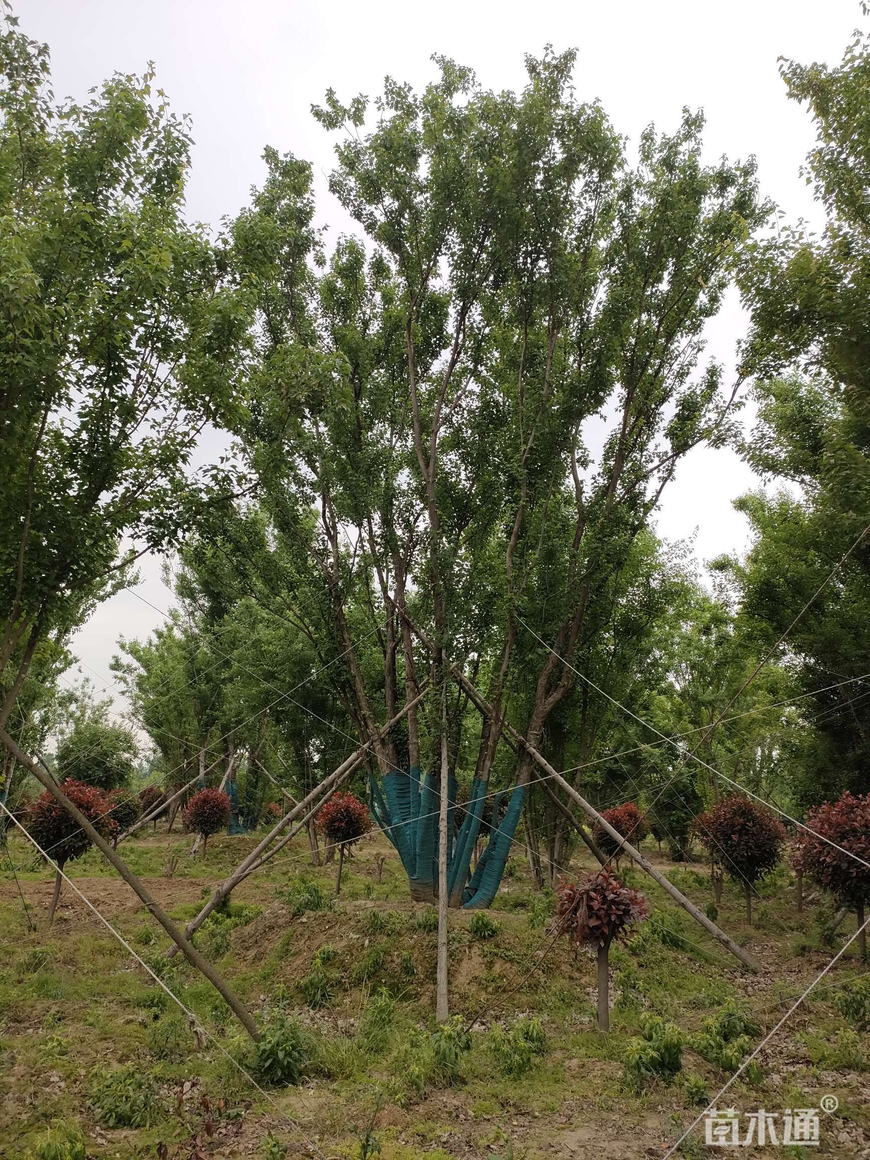 高度900厘米丛生三角枫