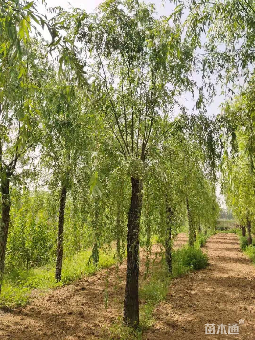 其他描述:济南佰忆园林绿化苗木【柳树之乡--柳树之乡】大量供应各种