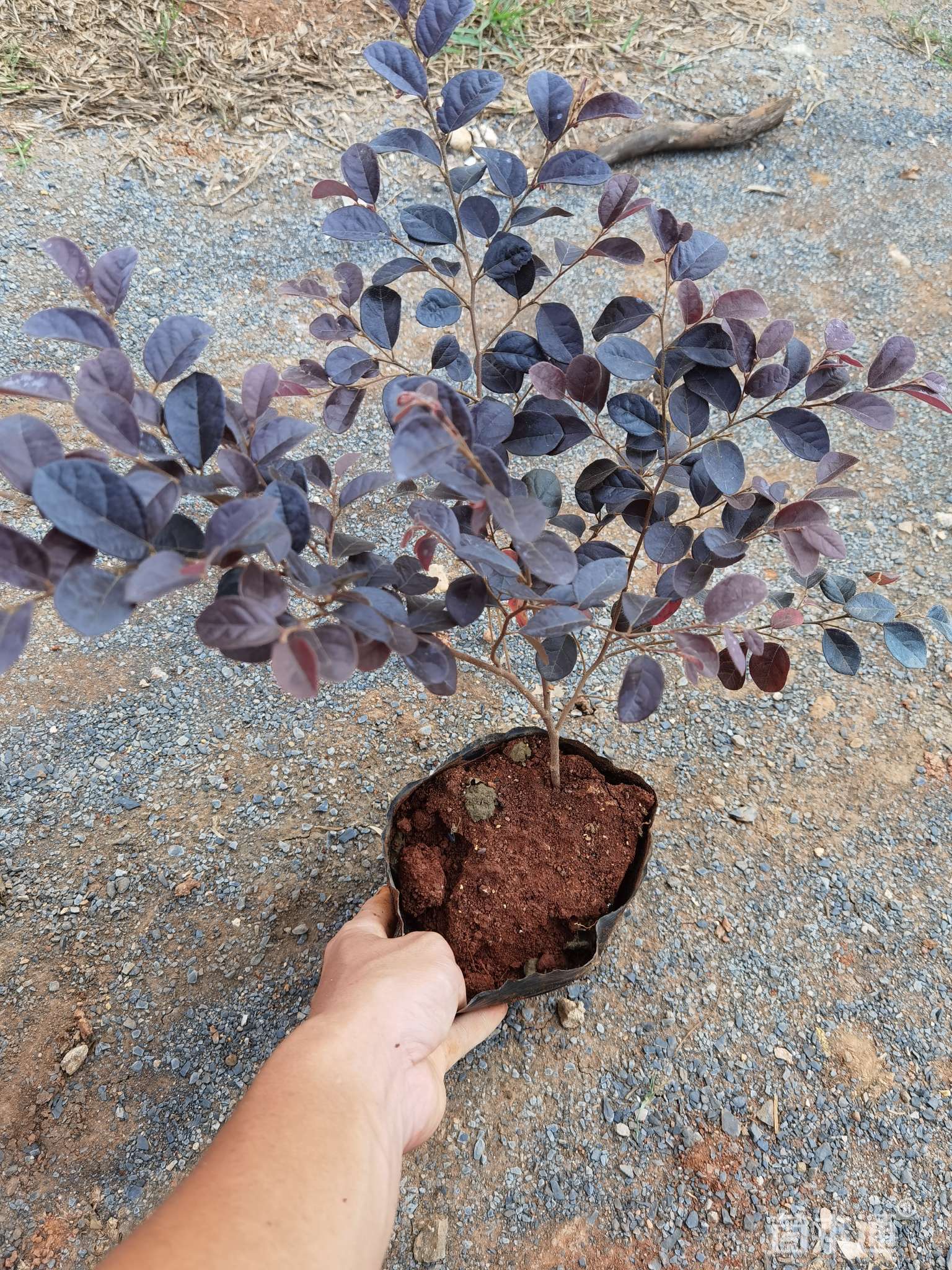 高度30厘米红花继木