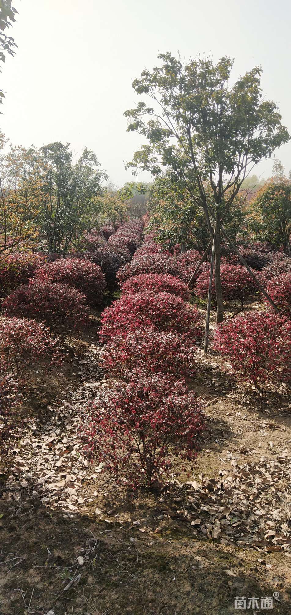 冠幅100厘米红花继木球