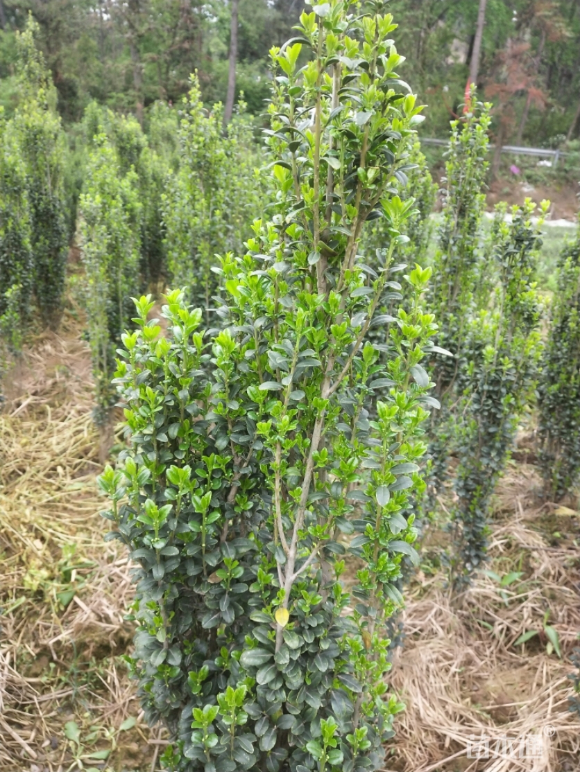 高度100厘米直立冬青