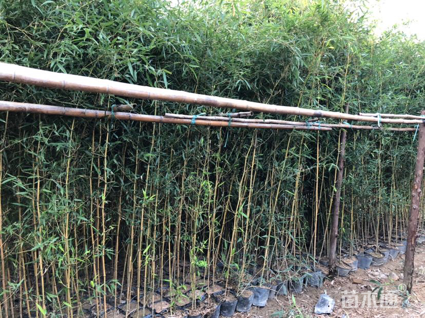 容器苗刚竹