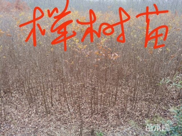 高度100厘米榉树小苗