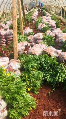 高度25厘米木春菊