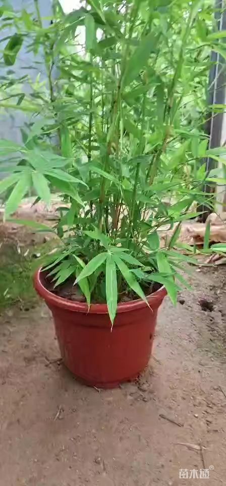 地栽苗毛竹