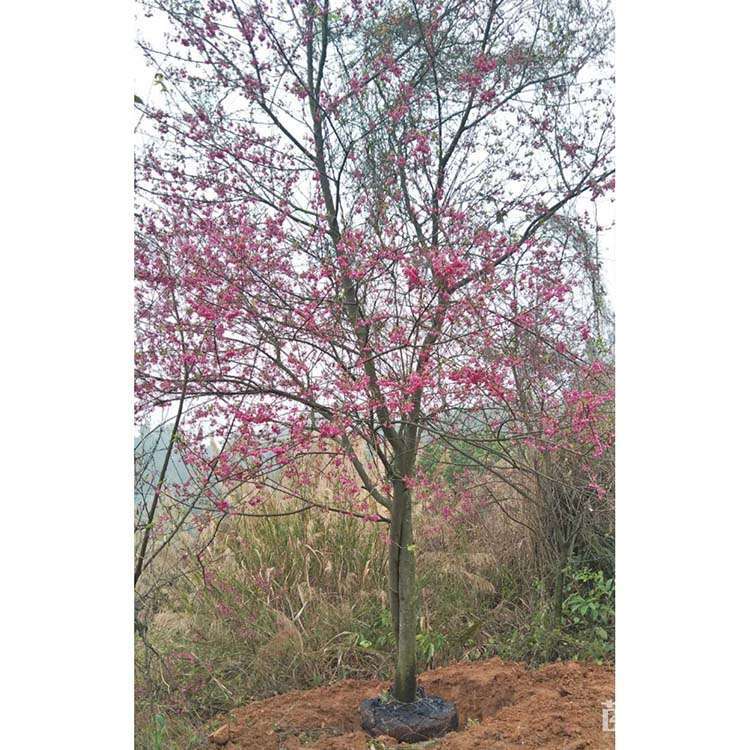 [福建山樱花批发]1公分福建山樱花 150.00元/株 若干