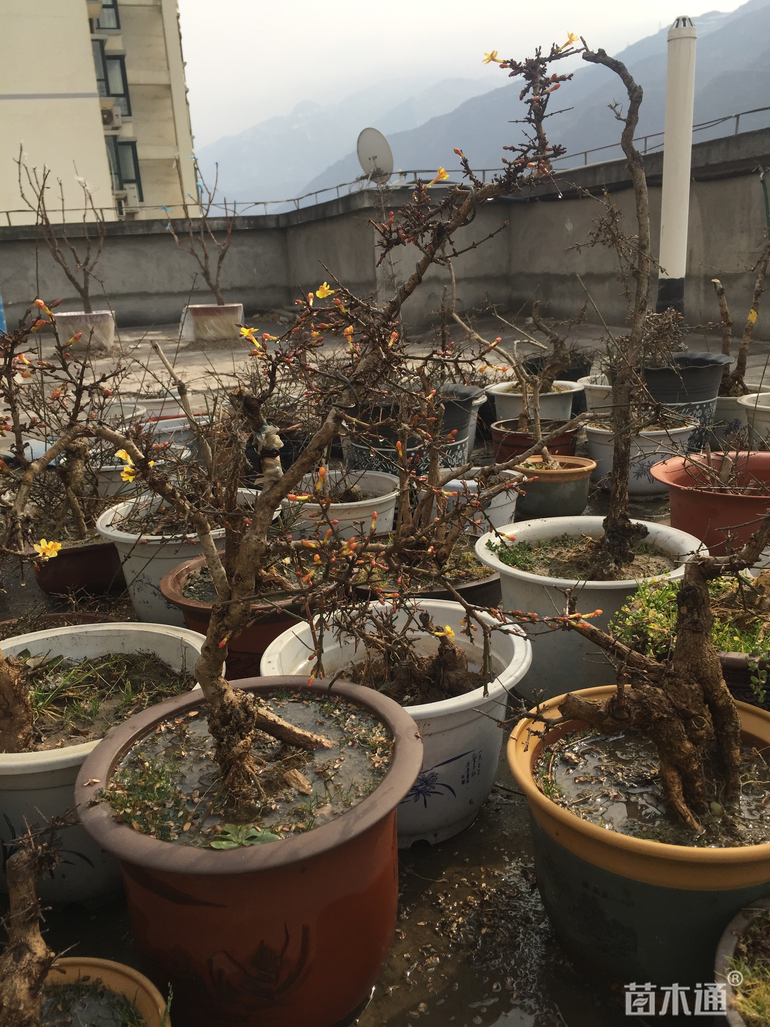 高度60厘米迎春花