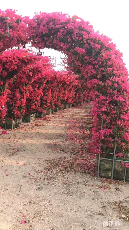 基地主要生产经营三角梅,基地至今已有十多年的经营历史及种植经验