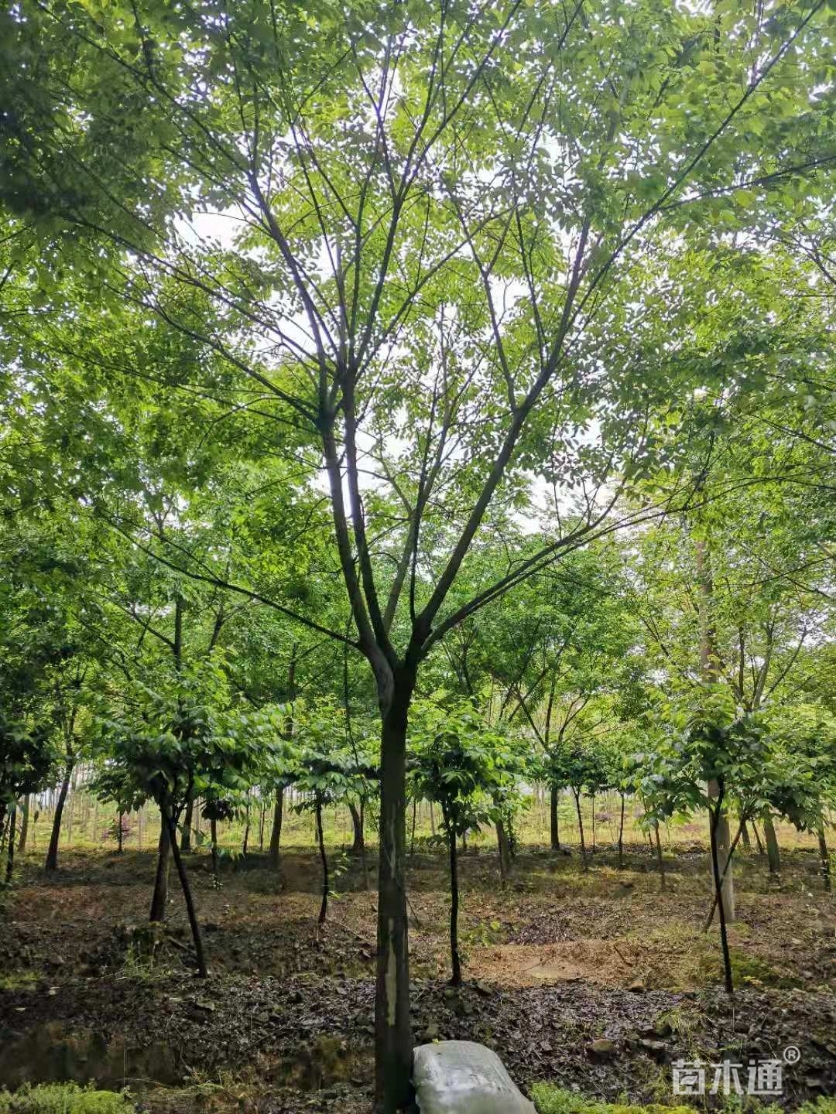 14公分朴树