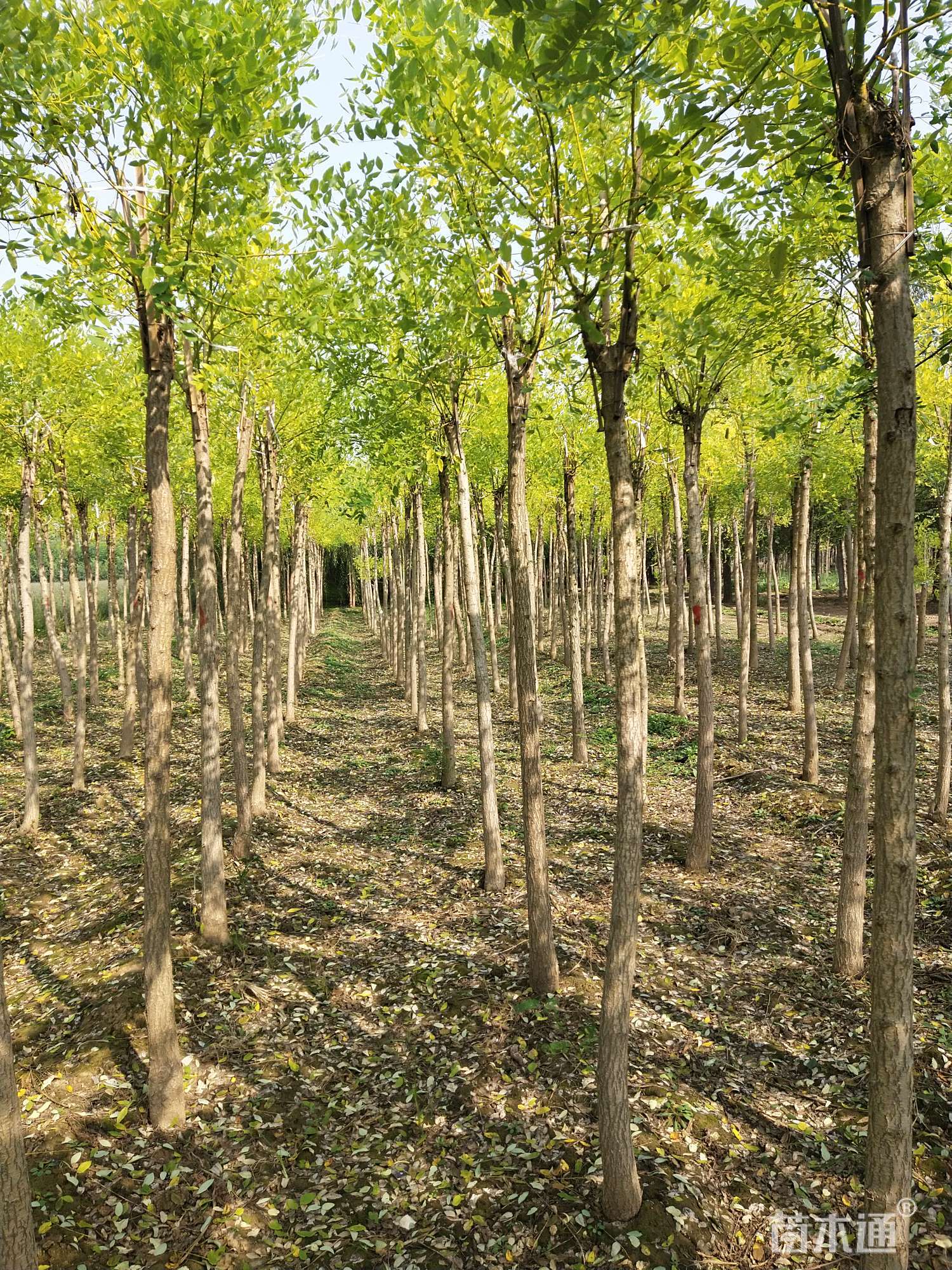 6公分高杆金枝槐