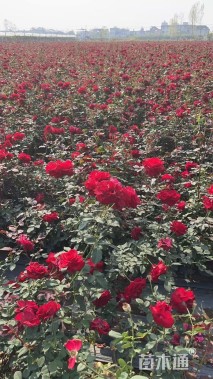 高度30厘米大花月季