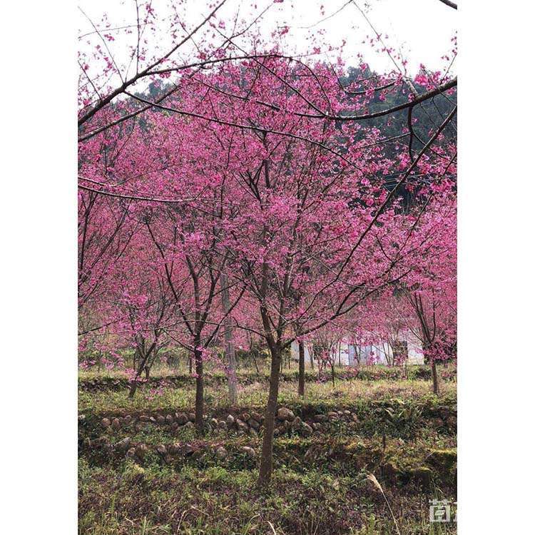 [福建山樱花批发]1公分福建山樱花 150.00元/株 若干