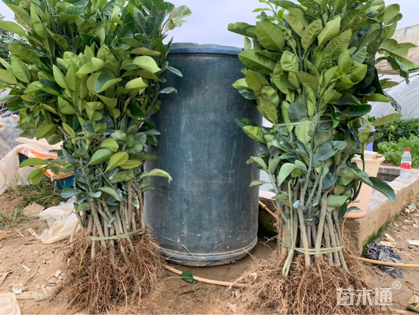 泰国红宝石青柚苗