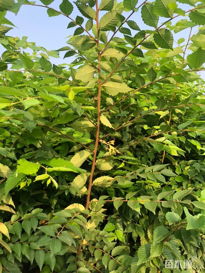 高度160厘米榉树小苗