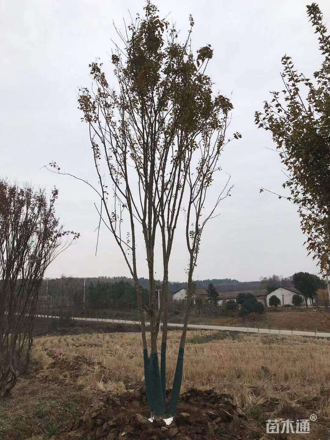高度800厘米丛生三角枫