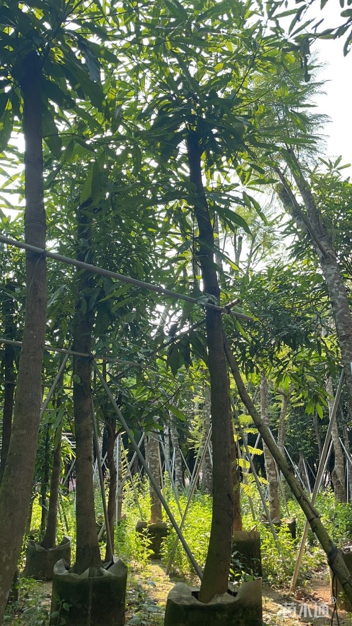 6公分扁桃