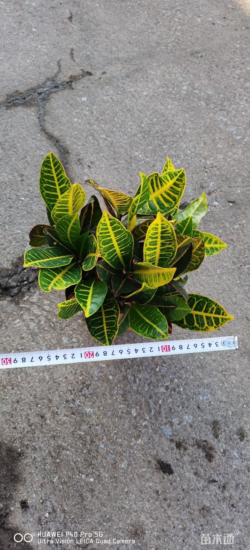 高度35厘米彩霞变叶木