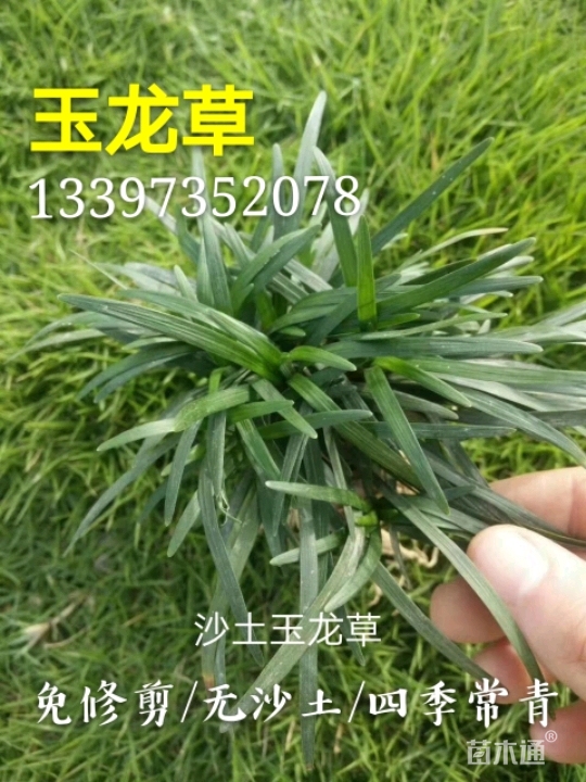 高度5厘米矮小沿阶草