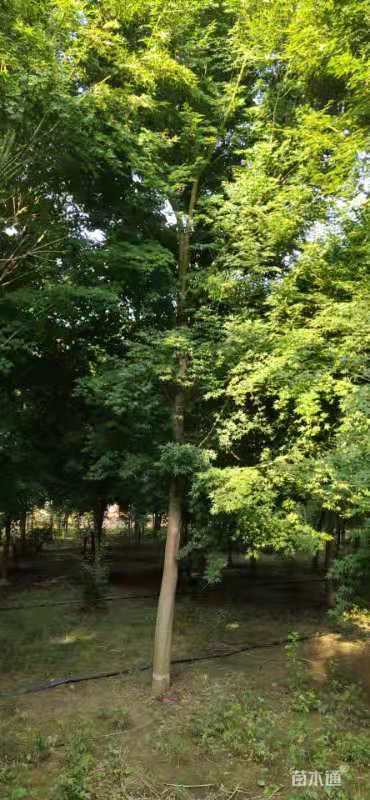 6公分小叶鸡爪槭