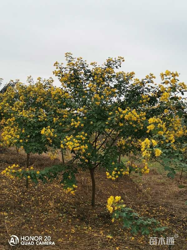 4公分黄花槐