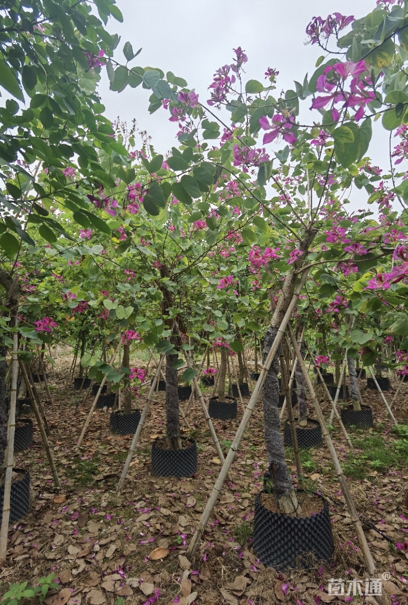 10公分洋紫荆