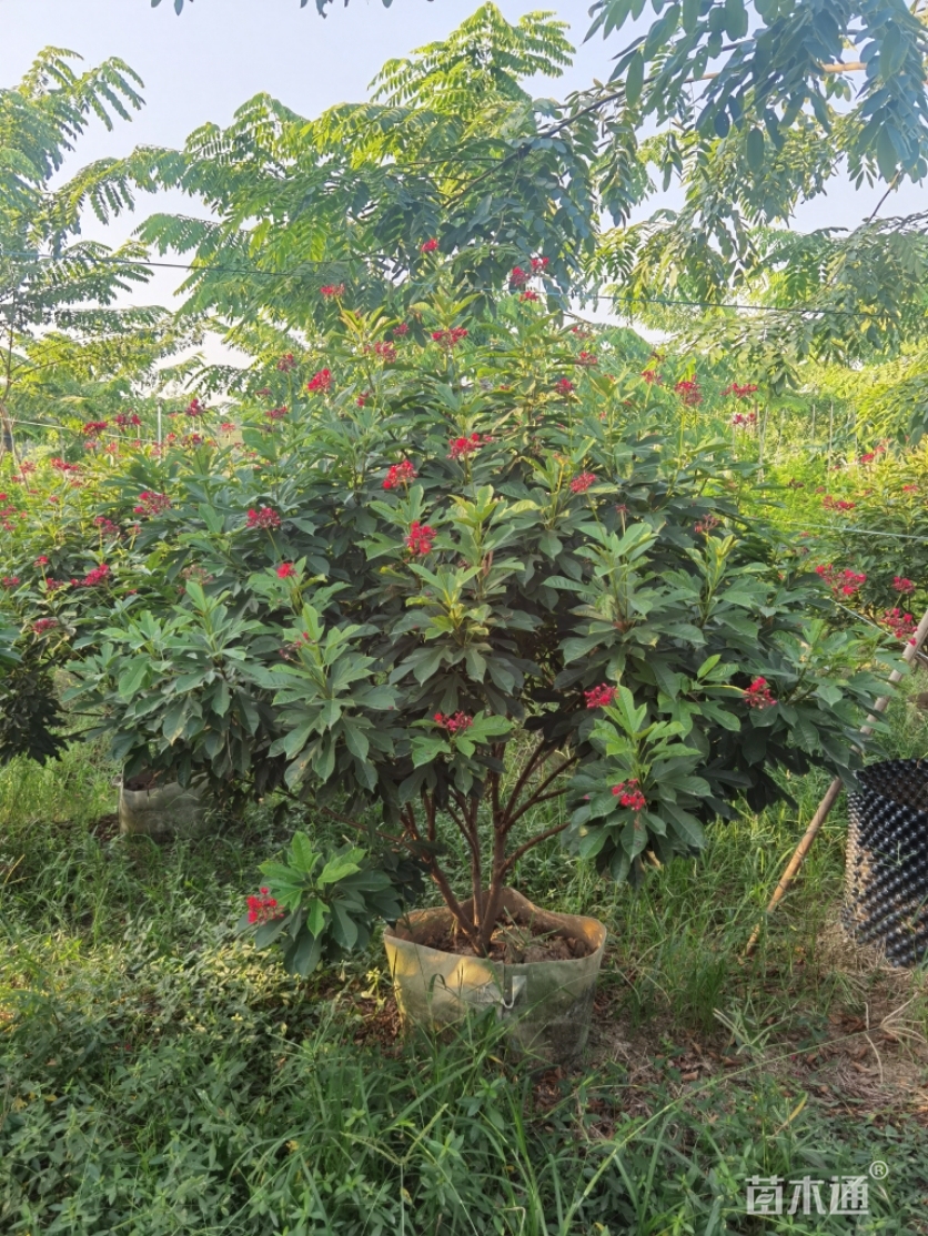 高度140厘米琴叶珊瑚