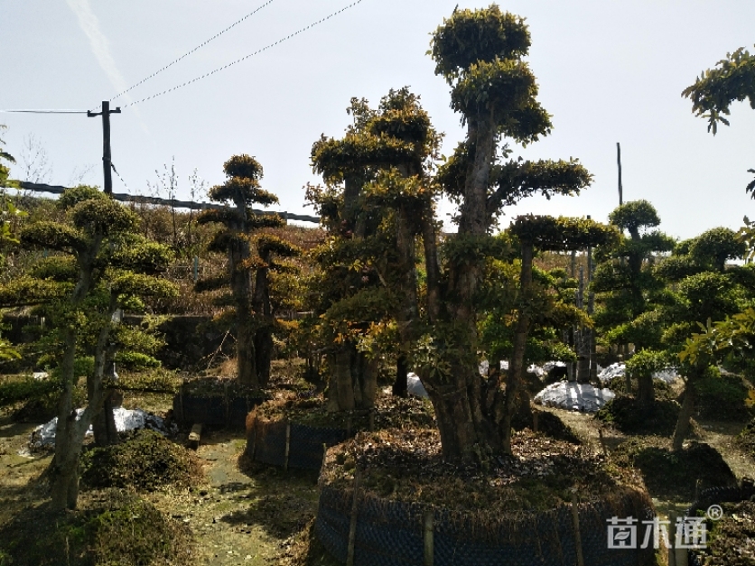 30公分造型椤木石楠