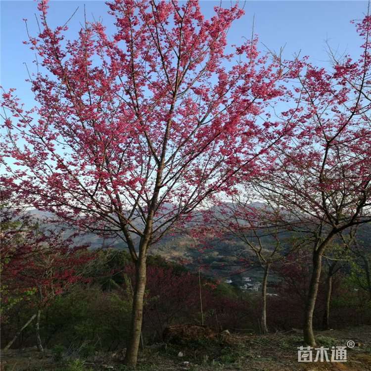 [福建山樱花批发]5公分福建山樱花 130.00元/株 若干