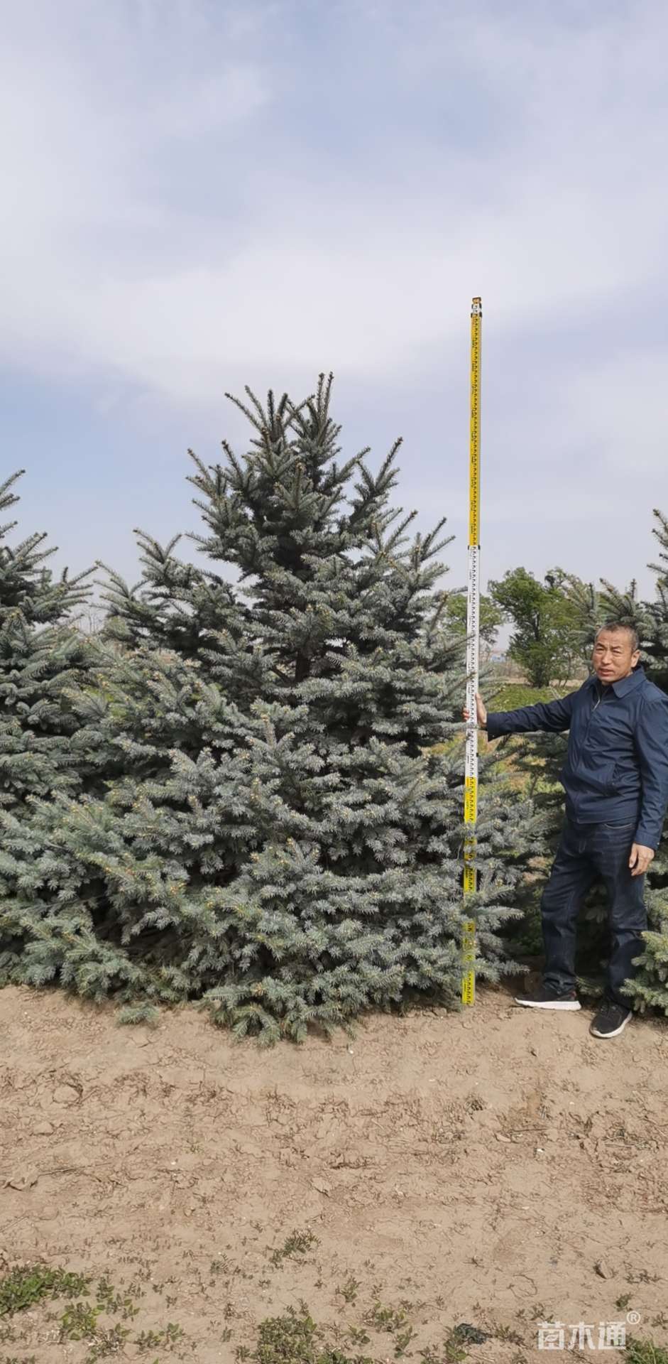 15公分科罗拉多蓝杉