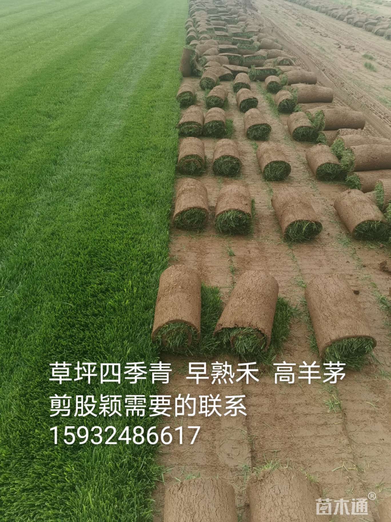 形态:草卷状                  其他描述:冷季型草坪