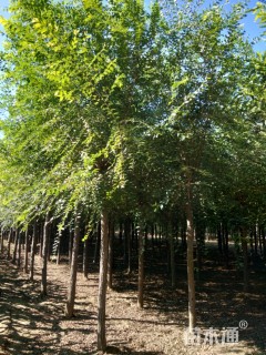 10公分榆树