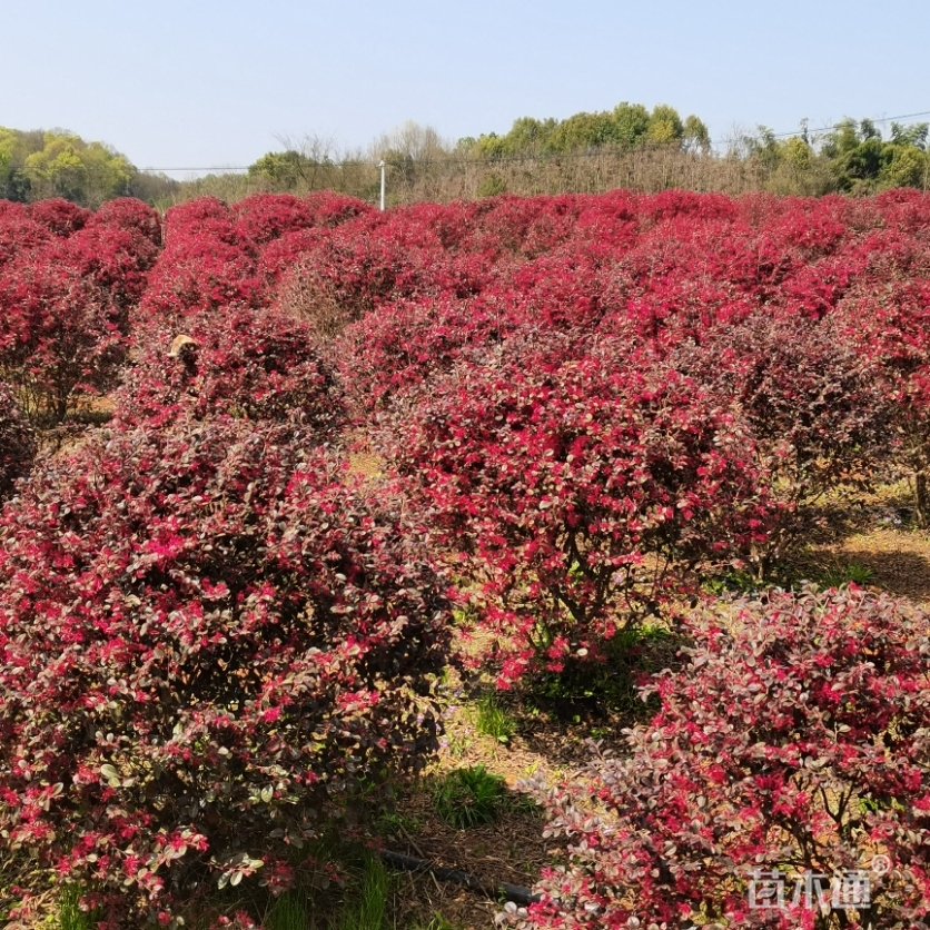 冠幅120厘米红花继木球