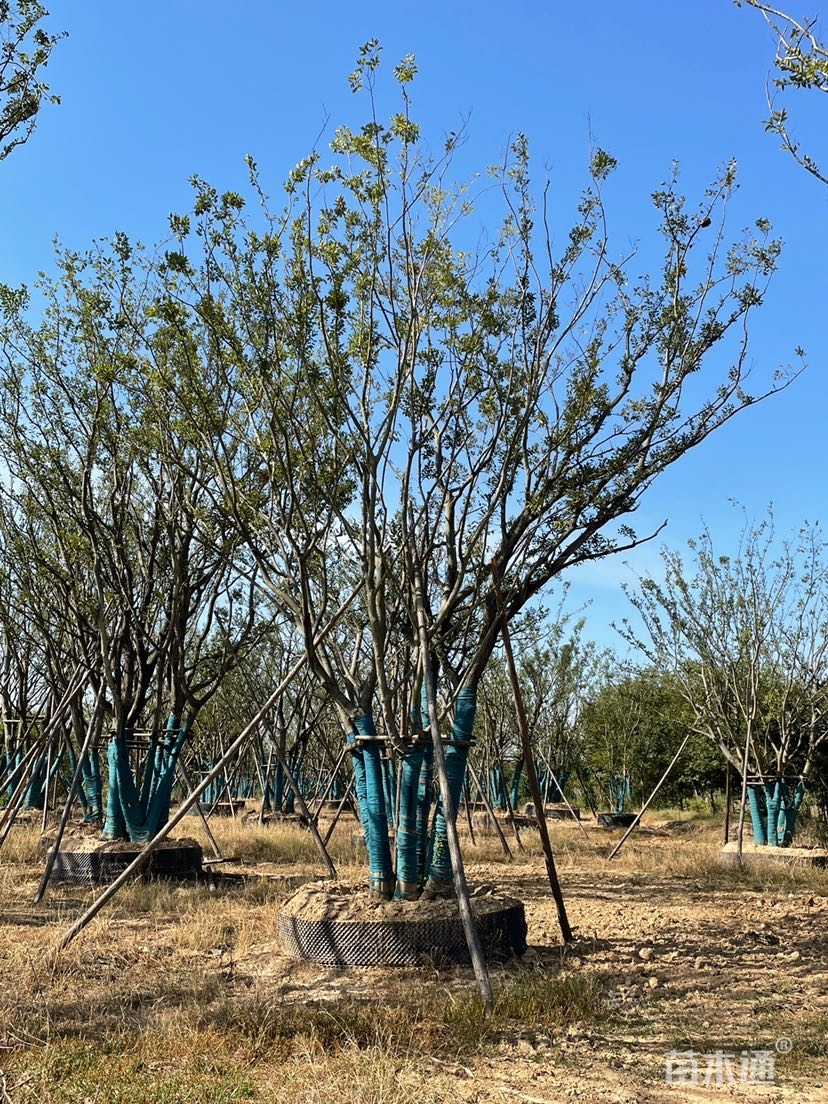 其他描述:拼栽容器丛生朴树,存活率高.树形好.