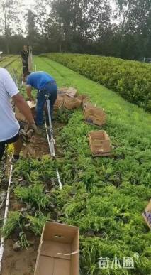 高度20厘米马鞭草