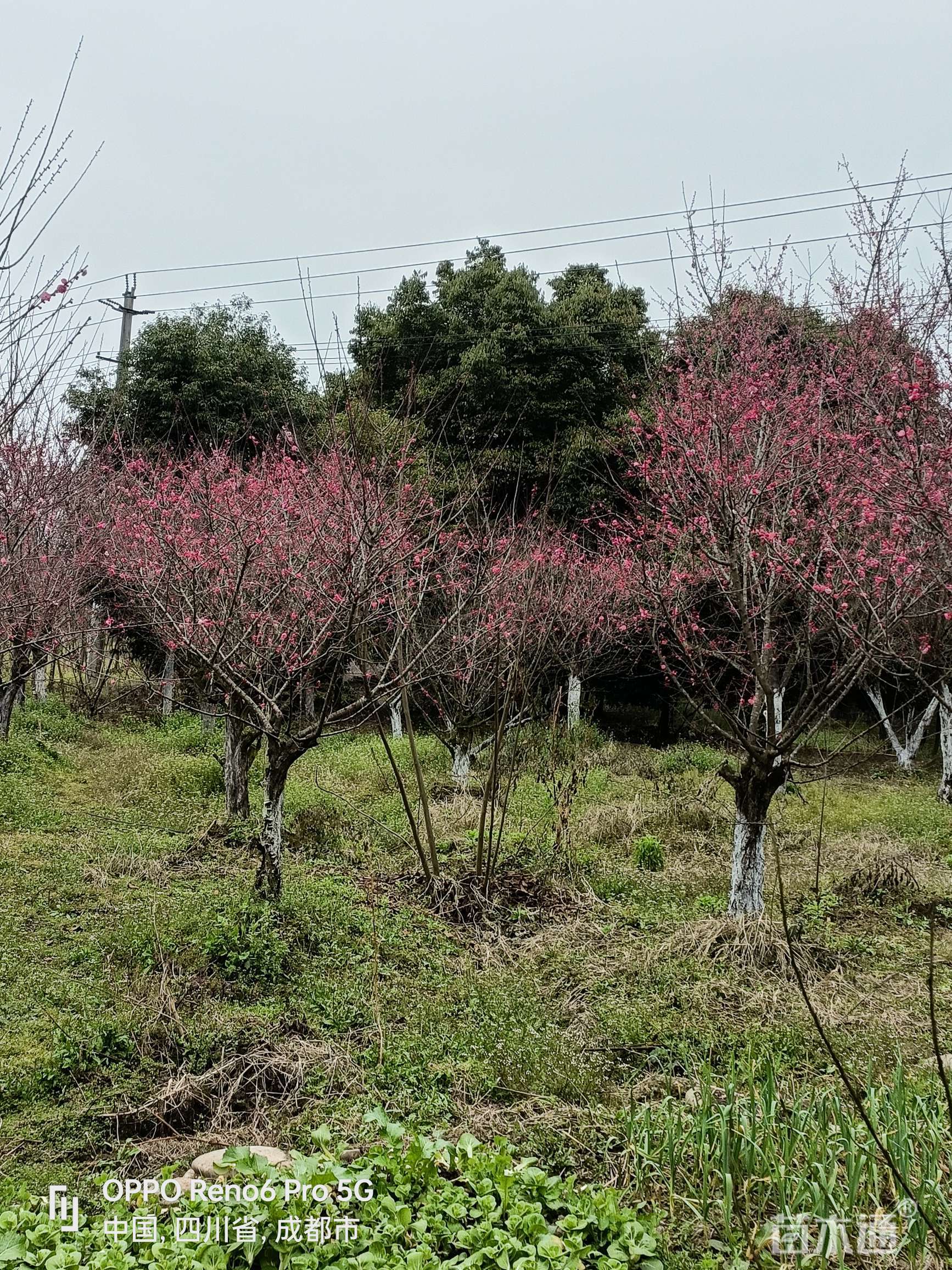 5公分红梅